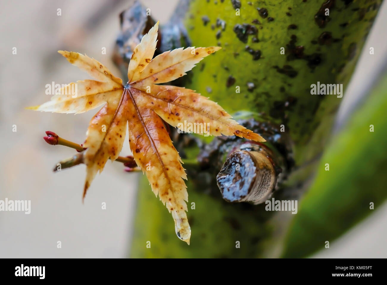 Wet maple leaf contro verde tronco e lo sfondo bianco con un gocciolare sulla punta della balestra Foto Stock