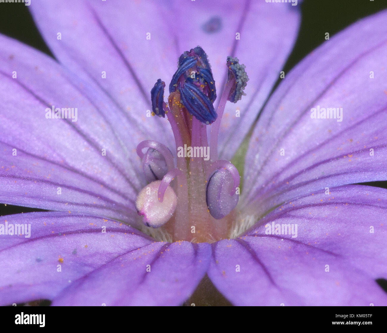 Macro di pistilli e altre parti in un imporpori fiore Foto Stock