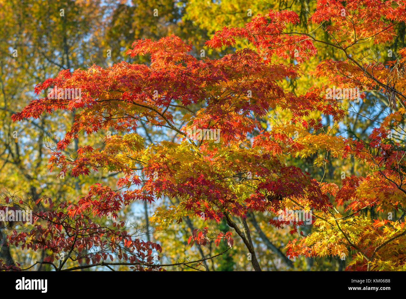 Foglie di acero cambiando colore durante la stagione autunnale. Foto Stock