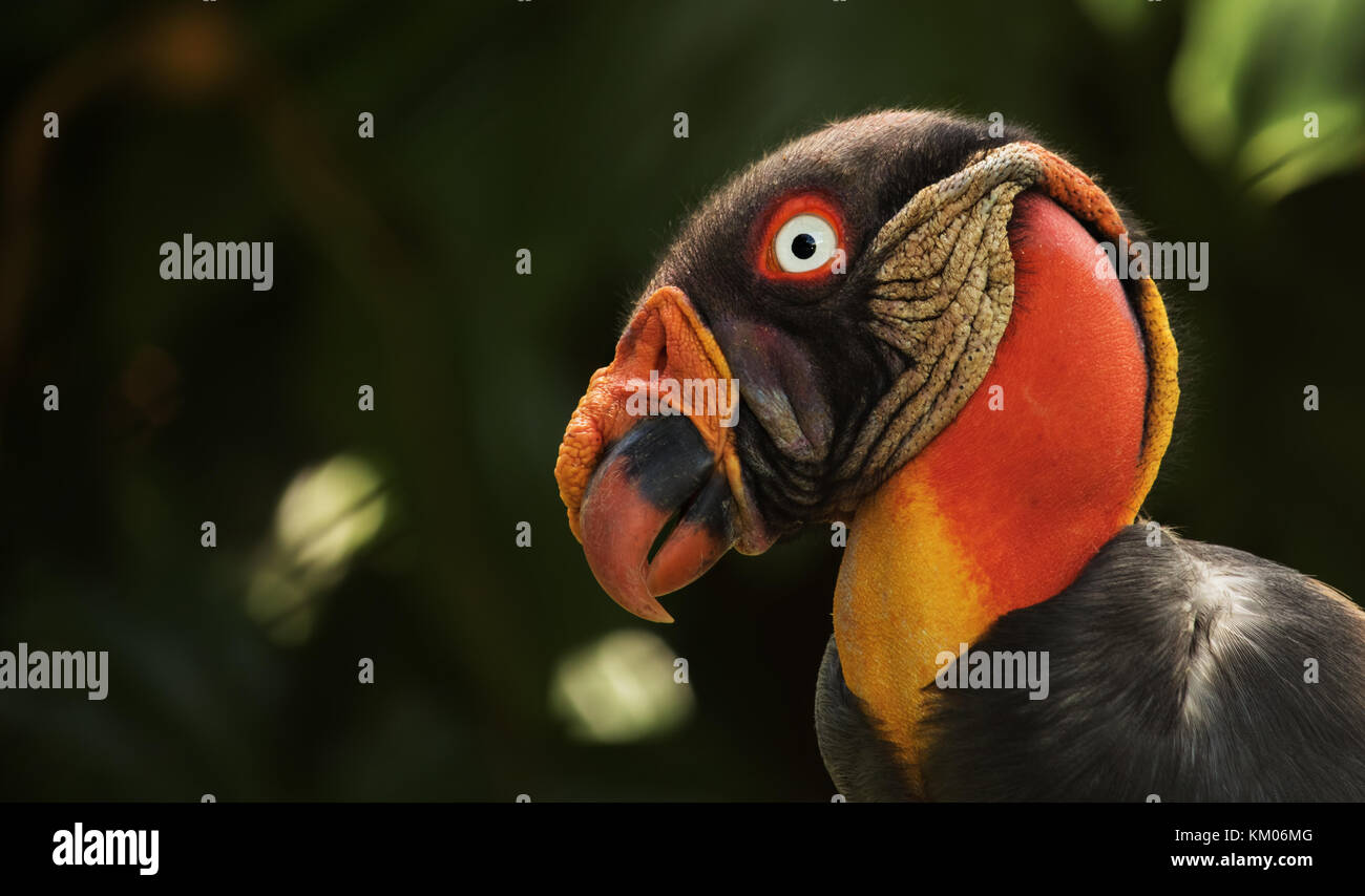 King Vulture (Sarcoramphus papa). Panama Foto Stock