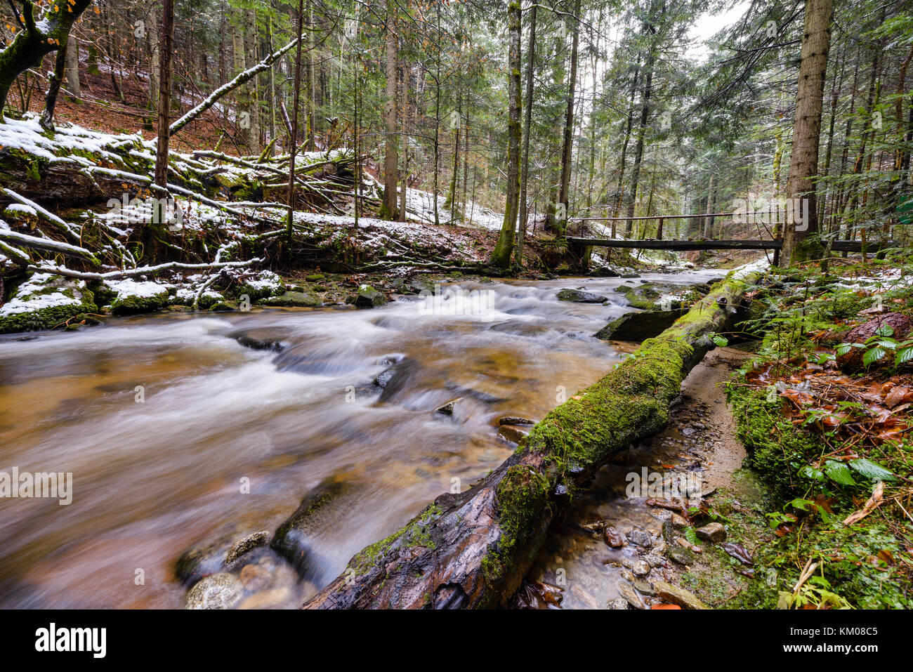 Grande tronco caduto di abete rosso, Abete nel bosco, fiume di montagna, stream, creek con rapide nel tardo autunno, inizio inverno con neve, gola gorge, Slovenia Foto Stock