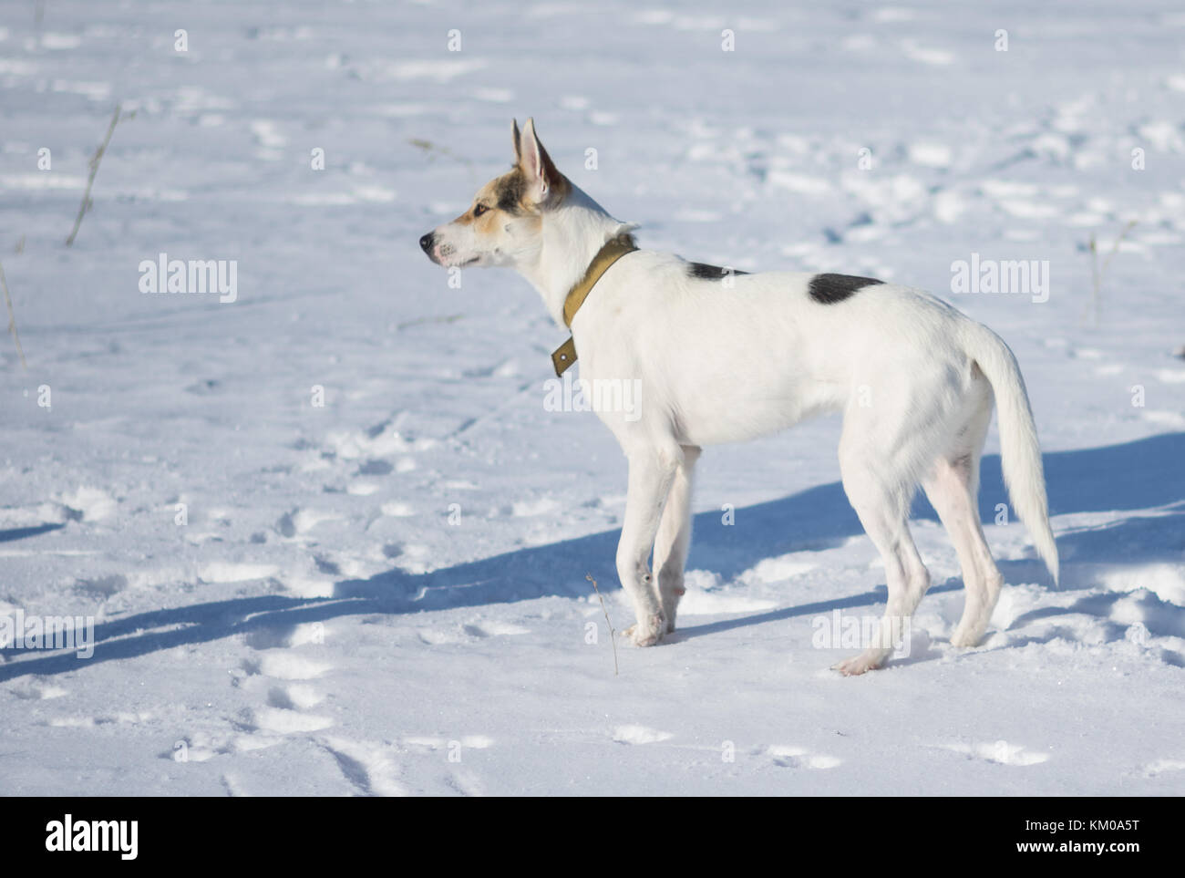 Carino di razza mista cane bianco con macchie nere sstanding su una neve fresca a soleggiata giornata invernale Foto Stock