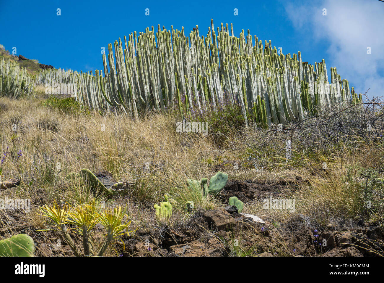 Isola delle Canarie di euforbia, hercules club (euphorbia canariensis), a nord-est della costa dell'isola di Tenerife, Isole canarie, Spagna Foto Stock