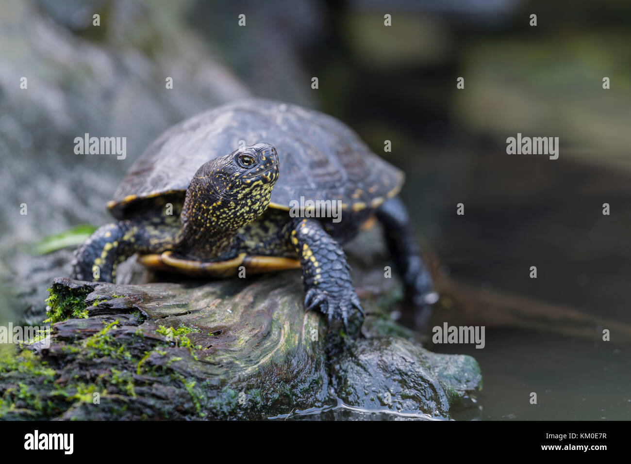 Europaeische Sumpfschildkroete Emys orbicularis, testuggine palustre Foto Stock