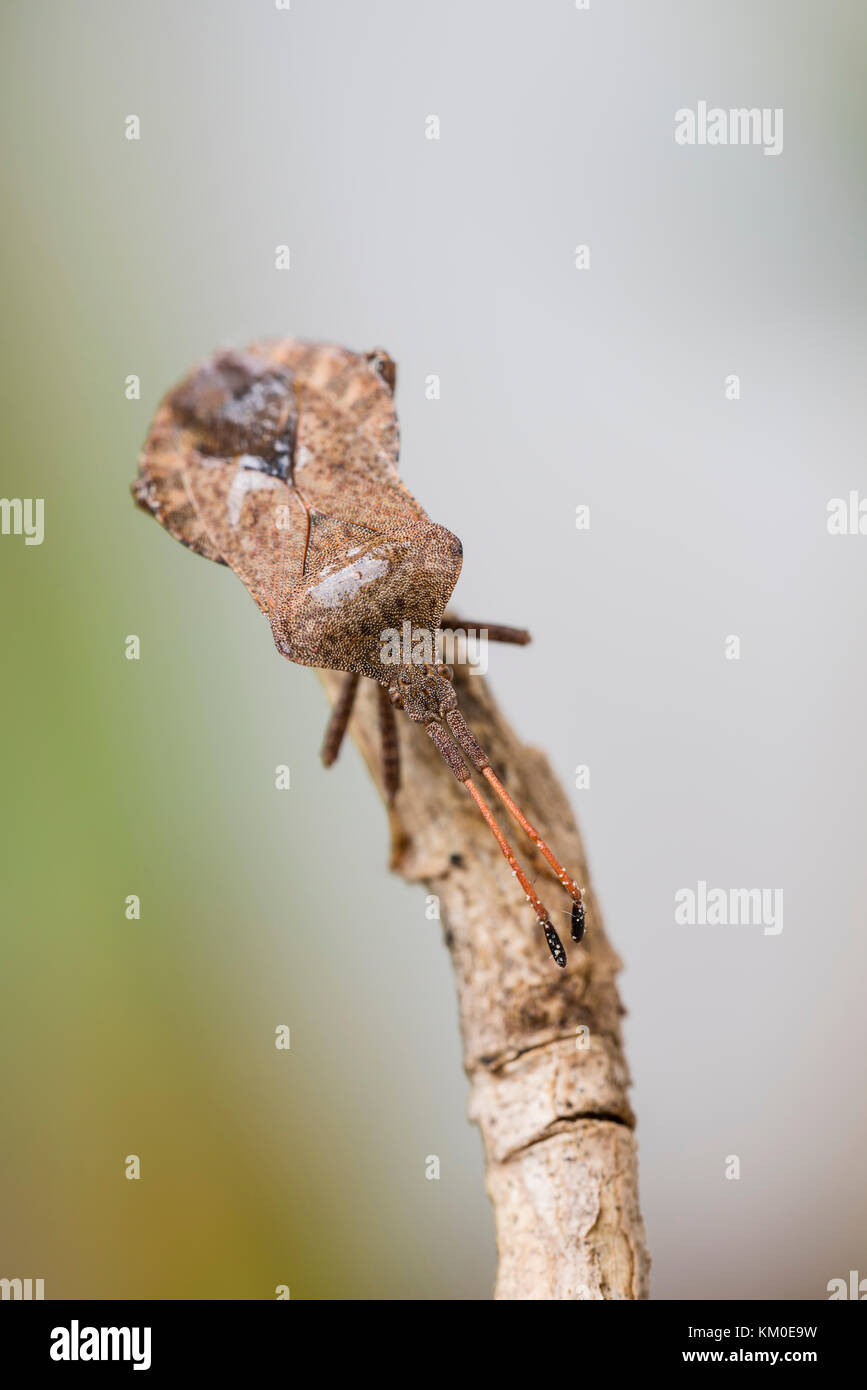 Lederwanze, Coreus marginatus, Dock Bug Foto Stock