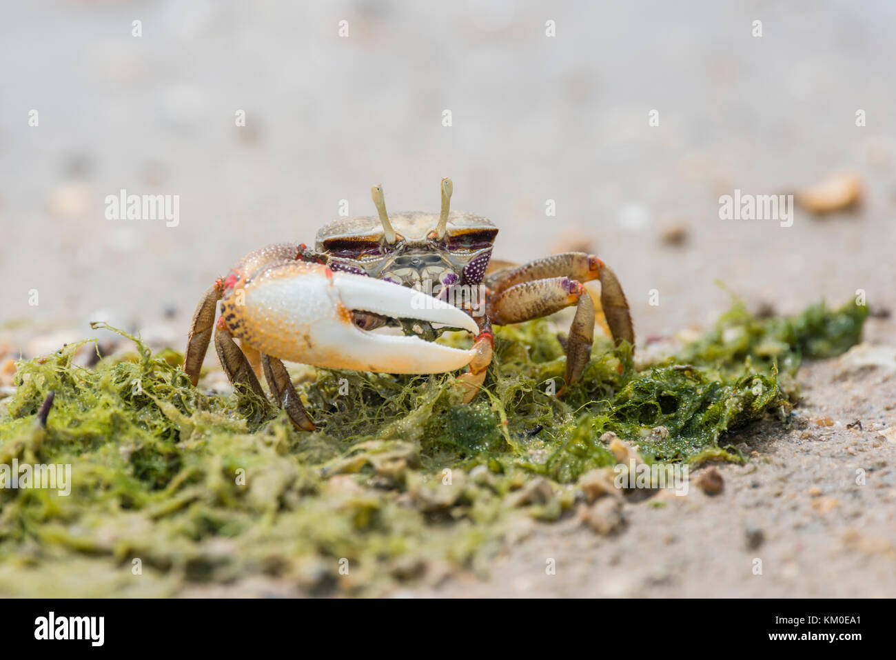 Europaeische Maennliche Winkerkrabbe, Uca tangeri, maschio europeo Fiddler Crab Foto Stock