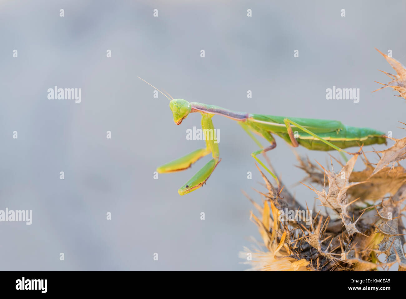 Mittelmeer Gottesanbeterin, Iris oratoria, Mediterraneo mantis Foto Stock