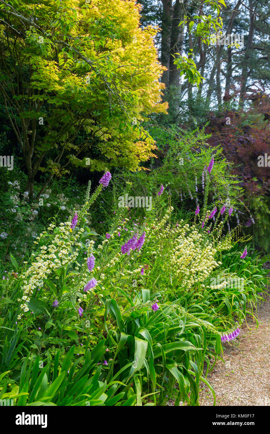 Un colorato confine erbaceo con foxgloves a Mapperton House - Il Country Manor casa del Conte di Sandwich nr Beaminster, Dorset, England, Regno Unito Foto Stock
