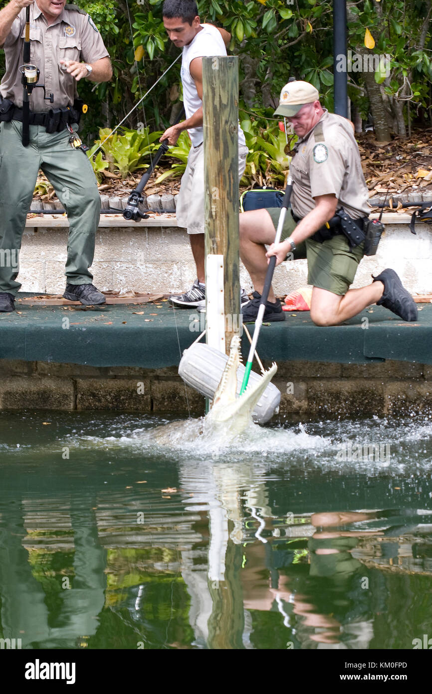 Coccodrillo americano, Crocodylus acutus, essendo catturata dalla florida pesci e fauna selvatica ufficiali in una zona residenziale Florida keys canal per trasferimento. Foto Stock