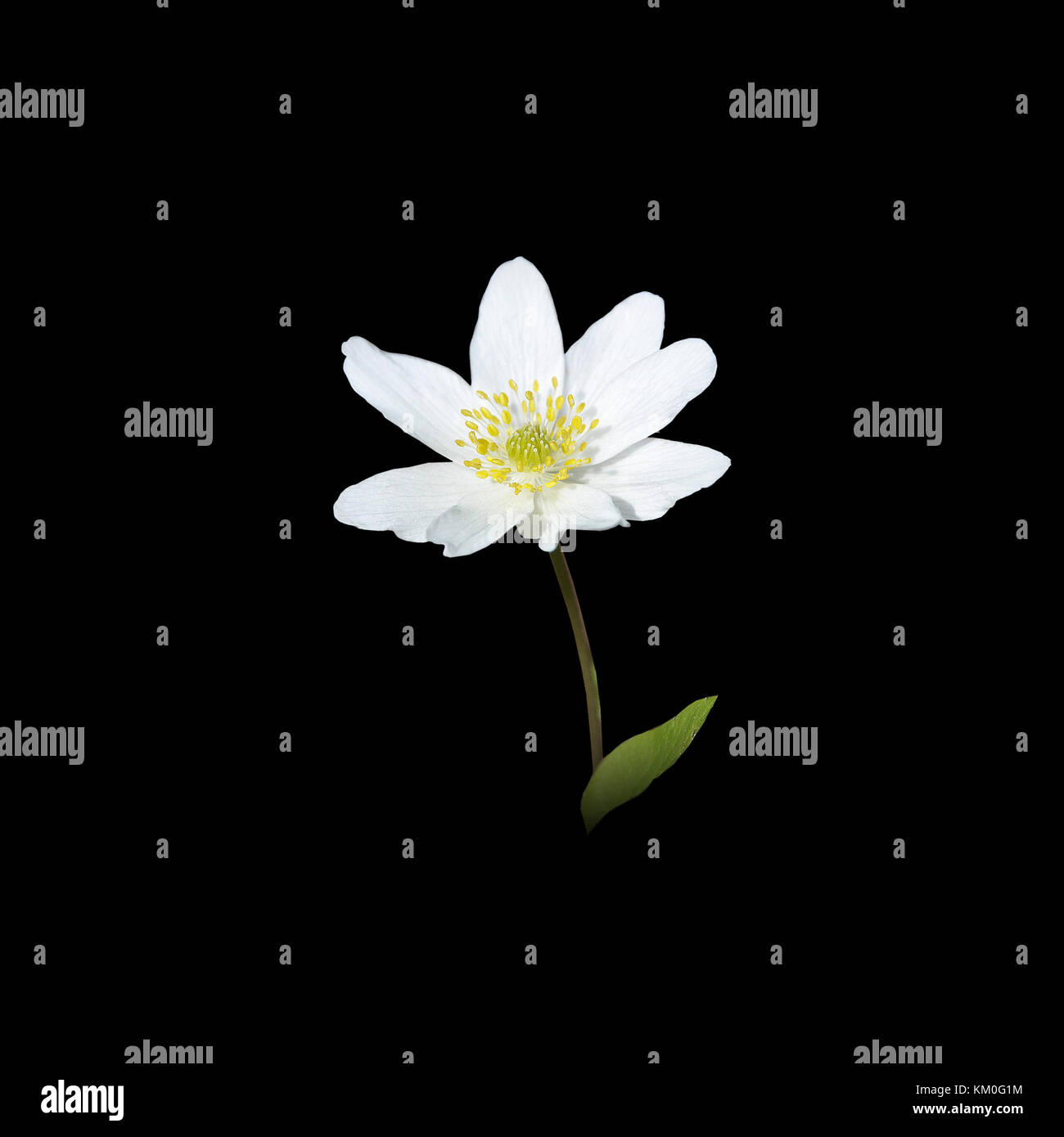 Molla bianco fiore selvatico Anemone nemorosa , anemone di legno Foto Stock