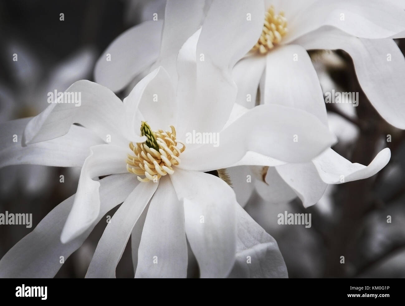 White albero di magnolia fiori di primavera closeup Foto Stock