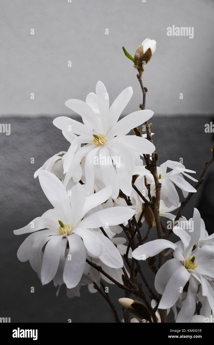 White albero di magnolia fiori di primavera closeup Foto Stock