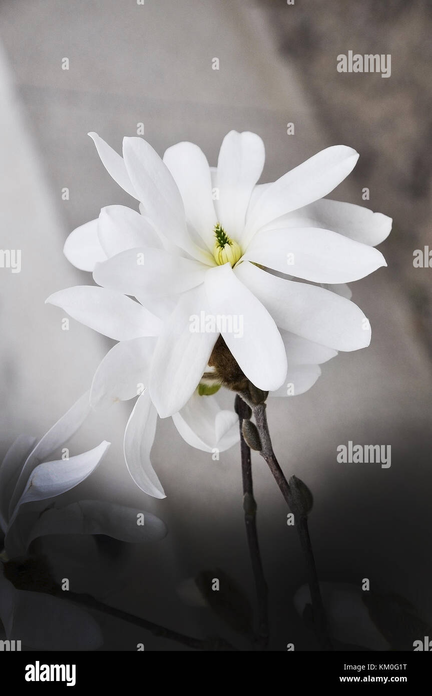White albero di magnolia fiori di primavera closeup Foto Stock