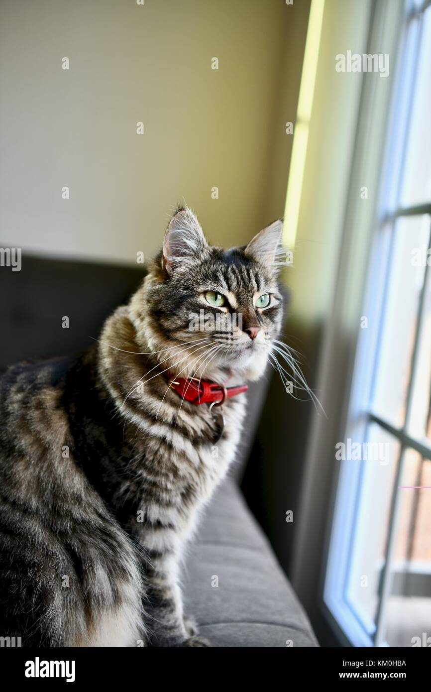 Marrone tabby indoor Cat Foto Stock