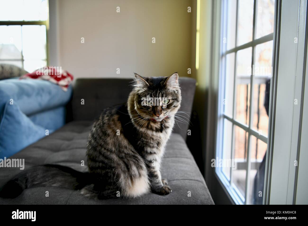 Marrone tabby indoor Cat Foto Stock