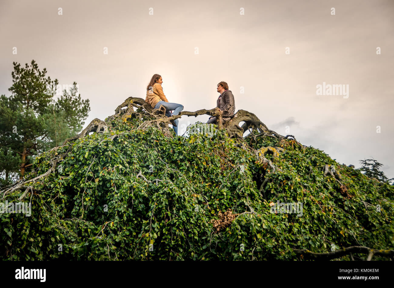 Londra, UK, 28 ottobre 2017: matura in amore sulla cima dell'albero Foto Stock