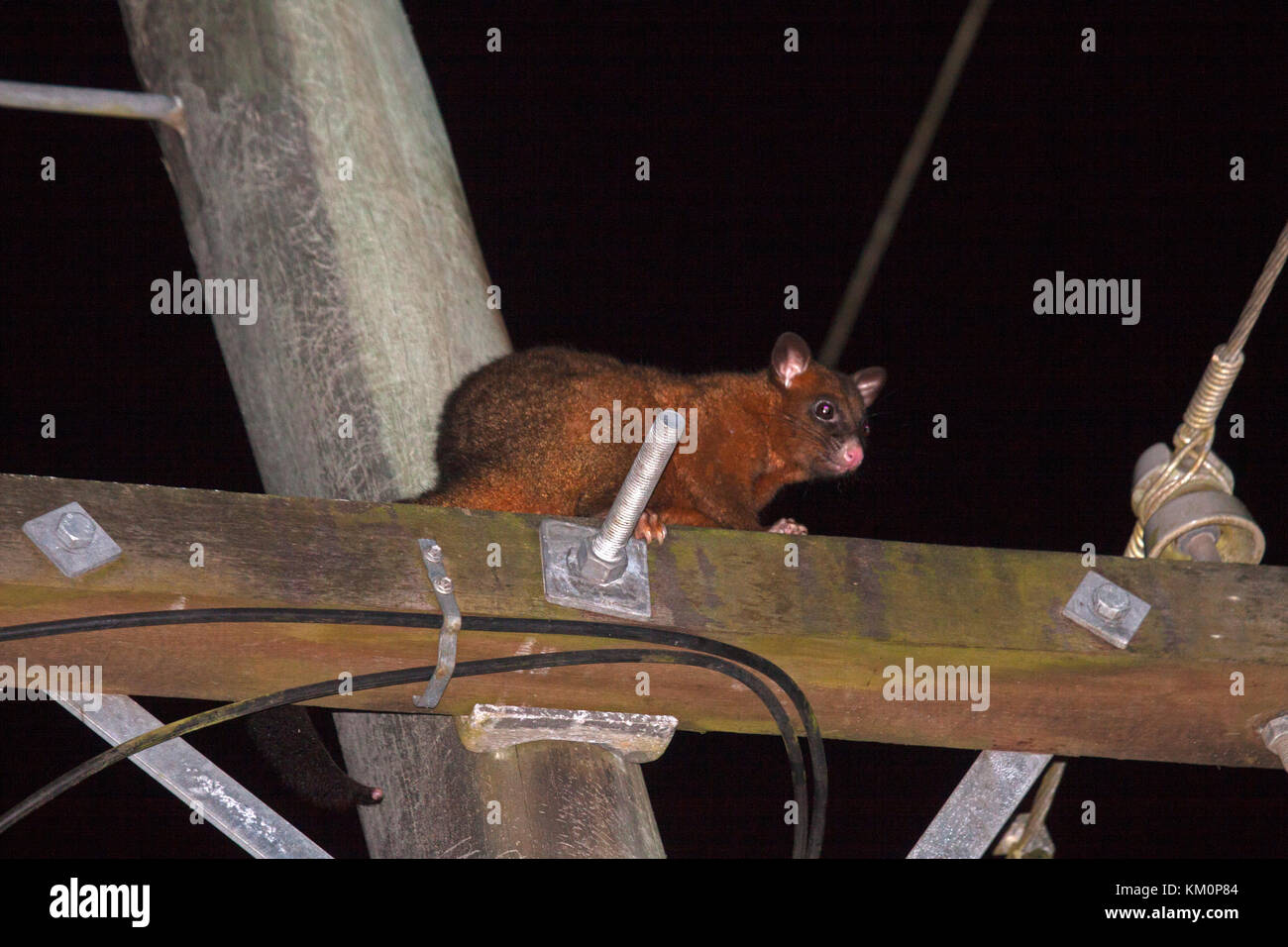 Common brushtail possum sulla parte superiore del polo elettrico di notte nel Queensland australia Foto Stock