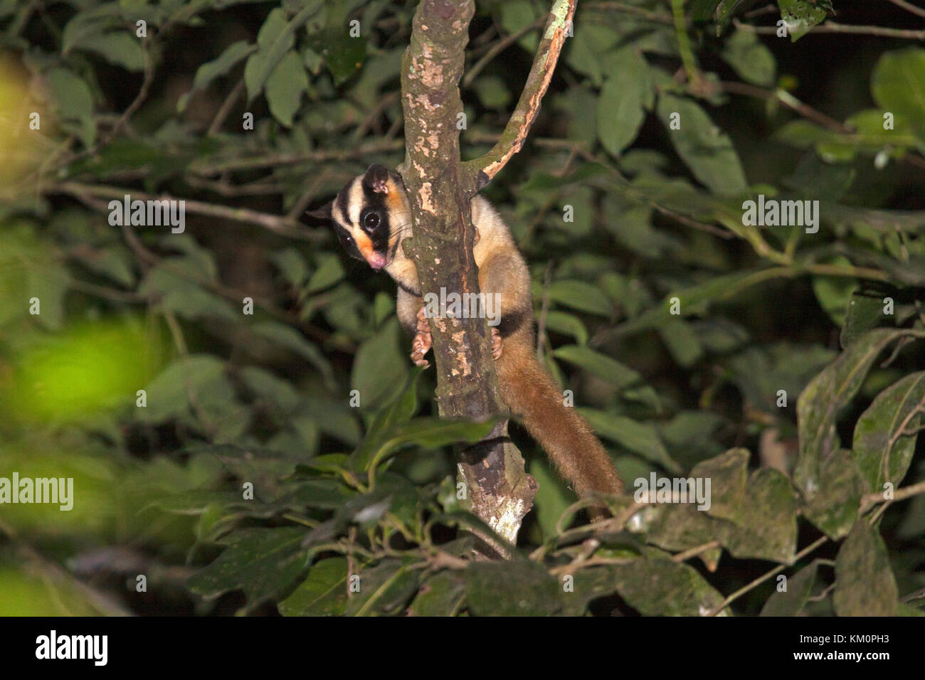 Striped possum in albero canopy dove si nutre di notte nel Queensland australia Foto Stock
