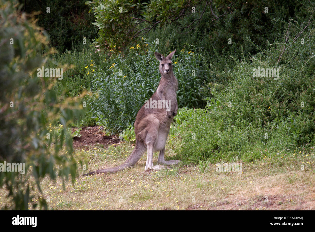Orientale canguro grigio nella radura erbosa victoria australia Foto Stock