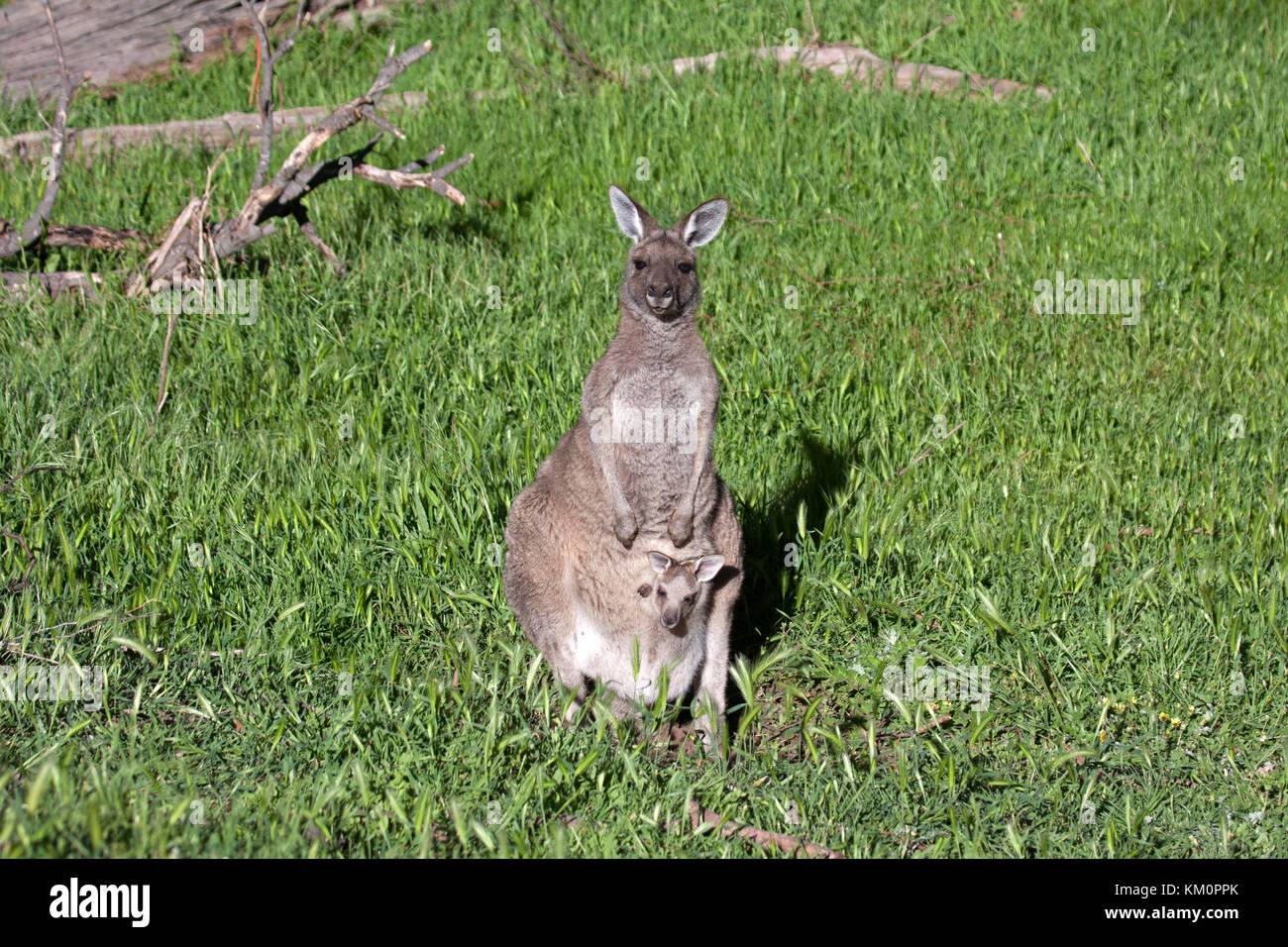 Grigio orientale canguro con joey in tasca in Victoria Australia Foto Stock
