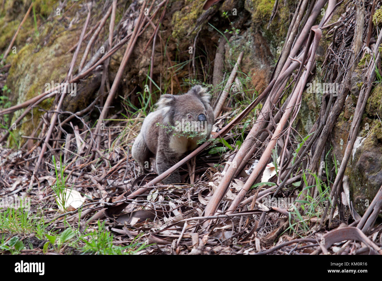 Il koala appoggiano su una rara discesa a terra nel suo habitat naturale grande otway national park victoria australia Foto Stock