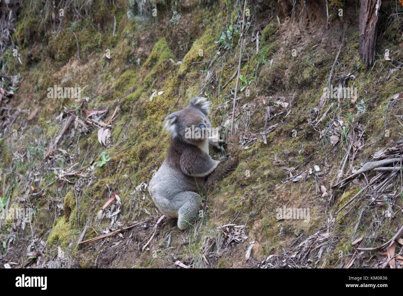Orso di koala in una rara discesa al suolo nel suo habitat naturale il Great Otway National Park Victoria Australia Foto Stock