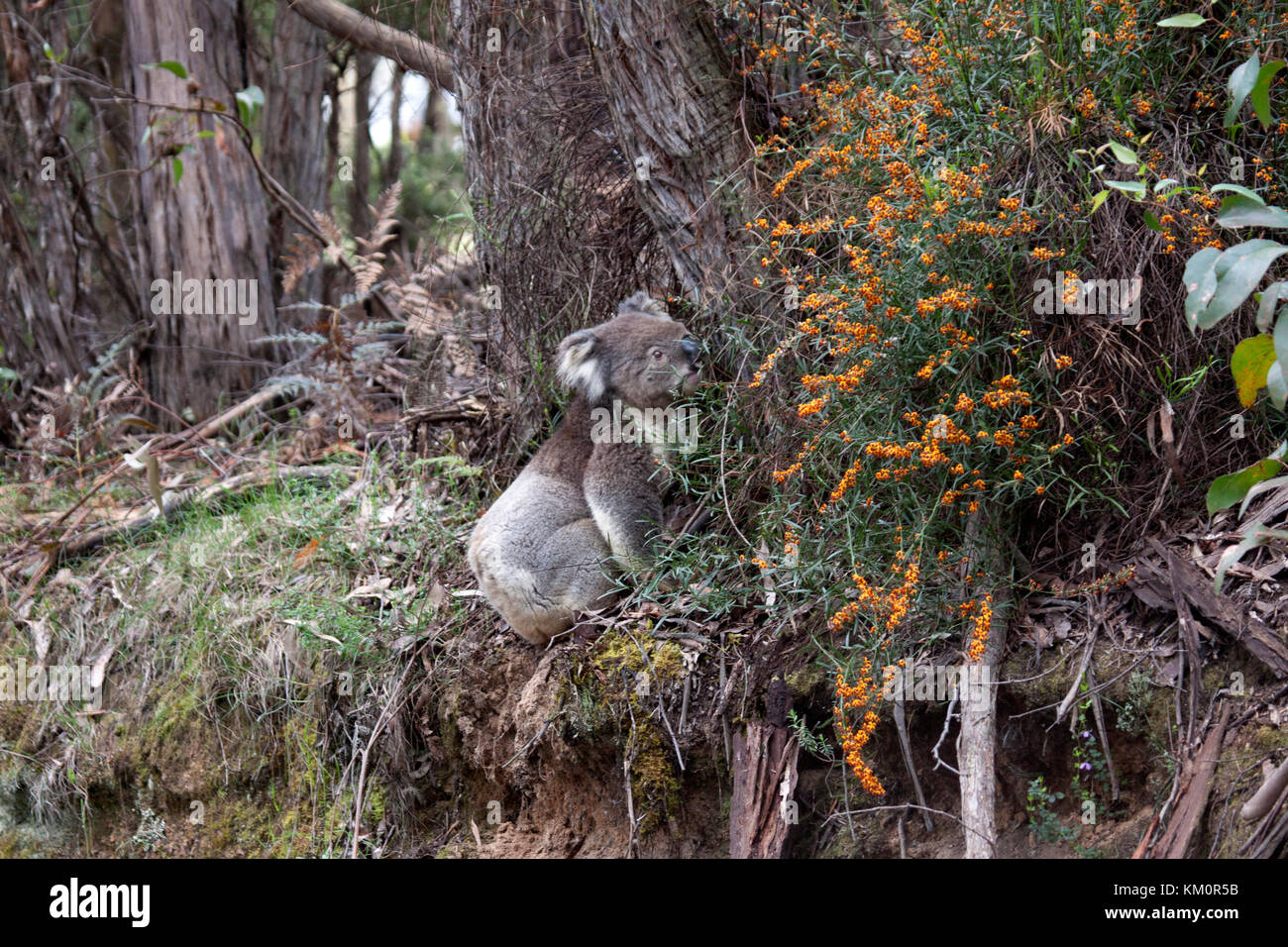 Il koala appoggiano su una rara discesa a terra nel suo habitat naturale grande otway national park victoria australia Foto Stock