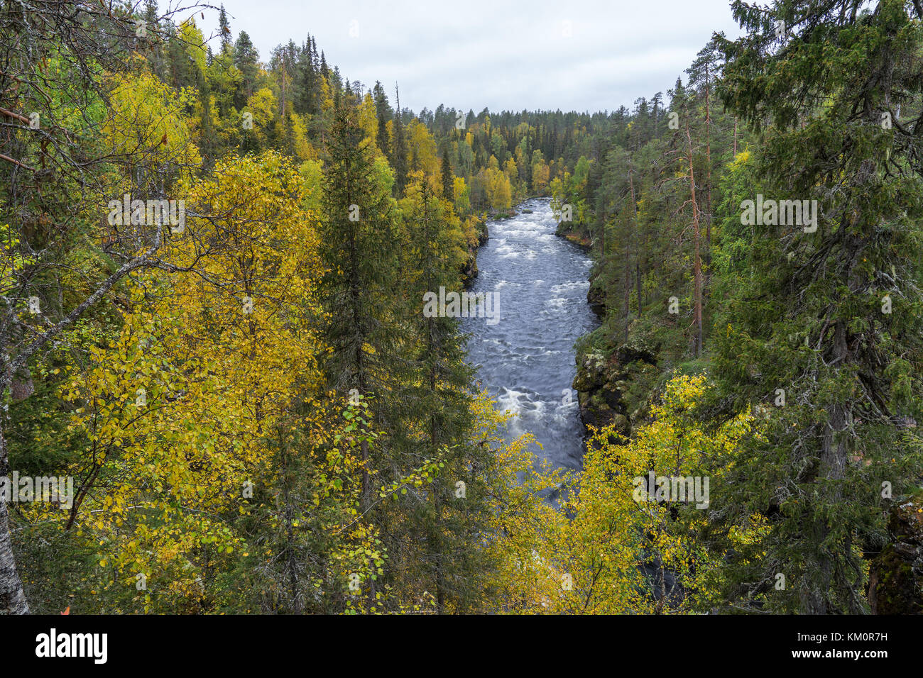 Cliff, muro di pietra, foresta, cascata e il fiume selvaggio vista in autunno. I colori dell'autunno - ruska tempo in Myllykoski. Una parte di Karhunkierros Trail. Oulanka Foto Stock