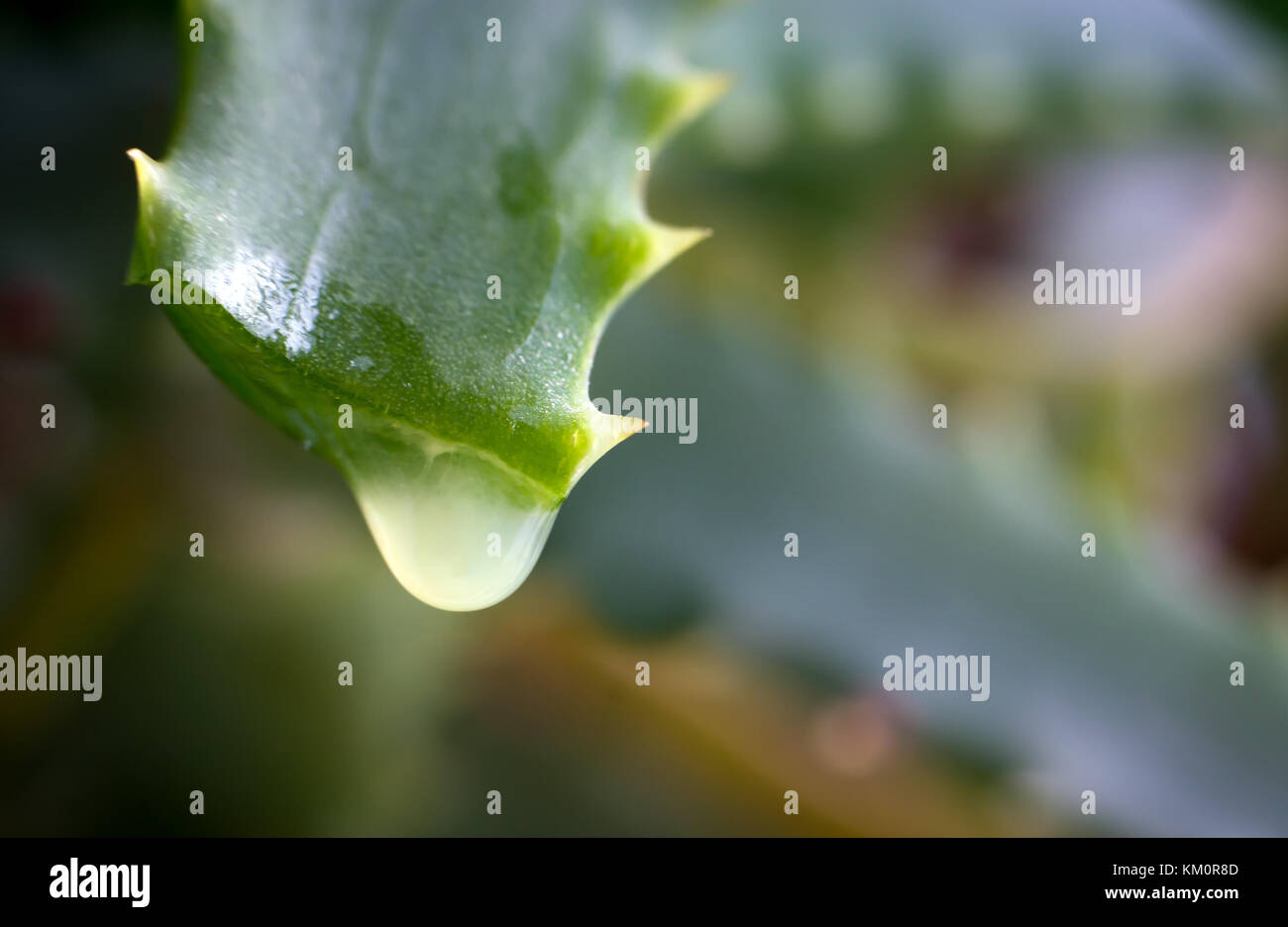 Una goccia di succo di aloe nella pianta Foto Stock