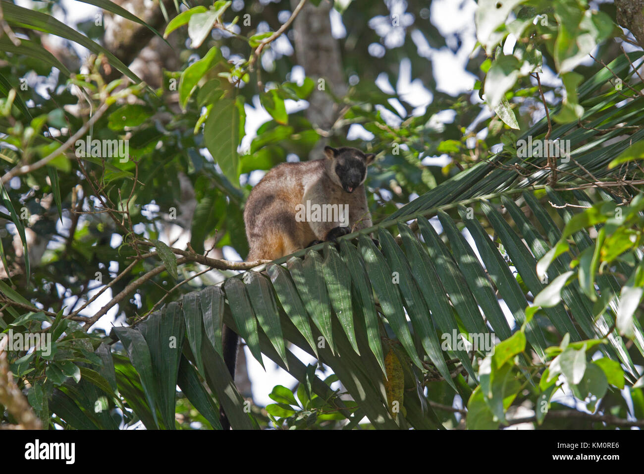 Struttura lumholts kangaroo avanzamento sul fogliame nella tettoia di albero in Queensland australia Foto Stock