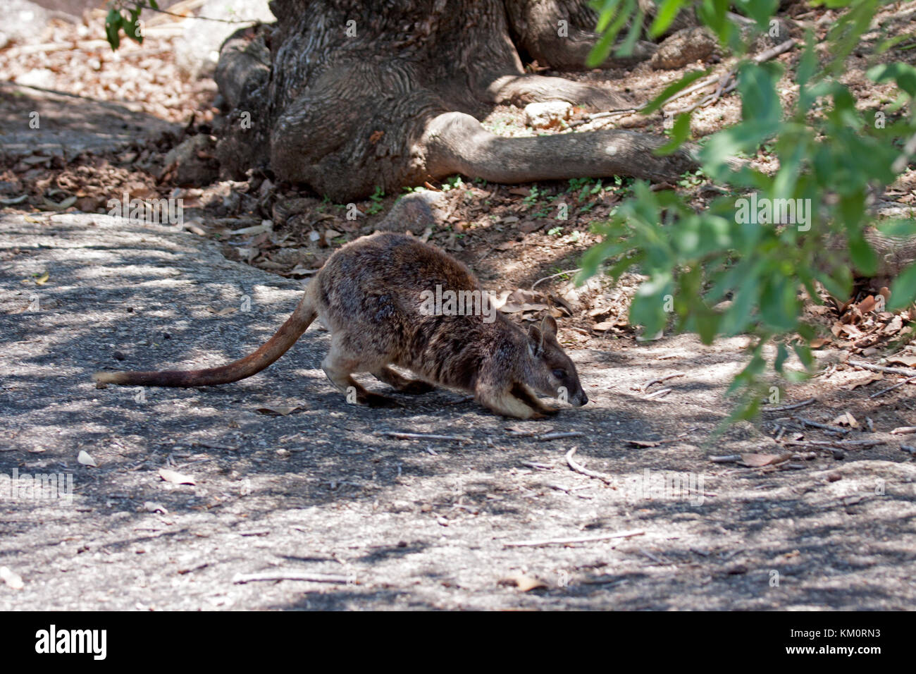 Mareeba Aeroporto rock wallaby con joey in una custodia che abitano in granito area boulder in Queensland australia Foto Stock