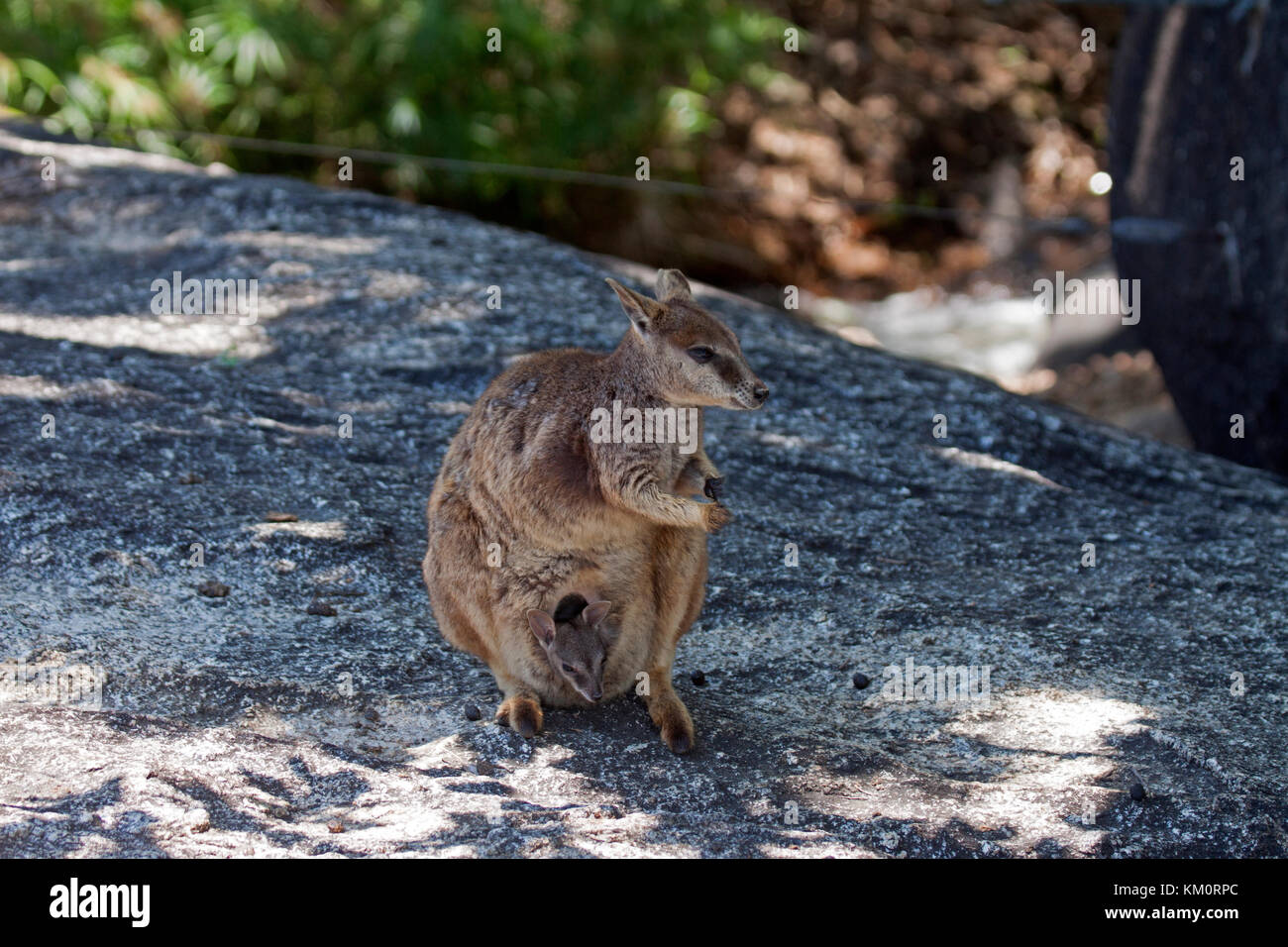 Mareeba Aeroporto rock wallaby abitare masso di granito area nel Queensland australia Foto Stock