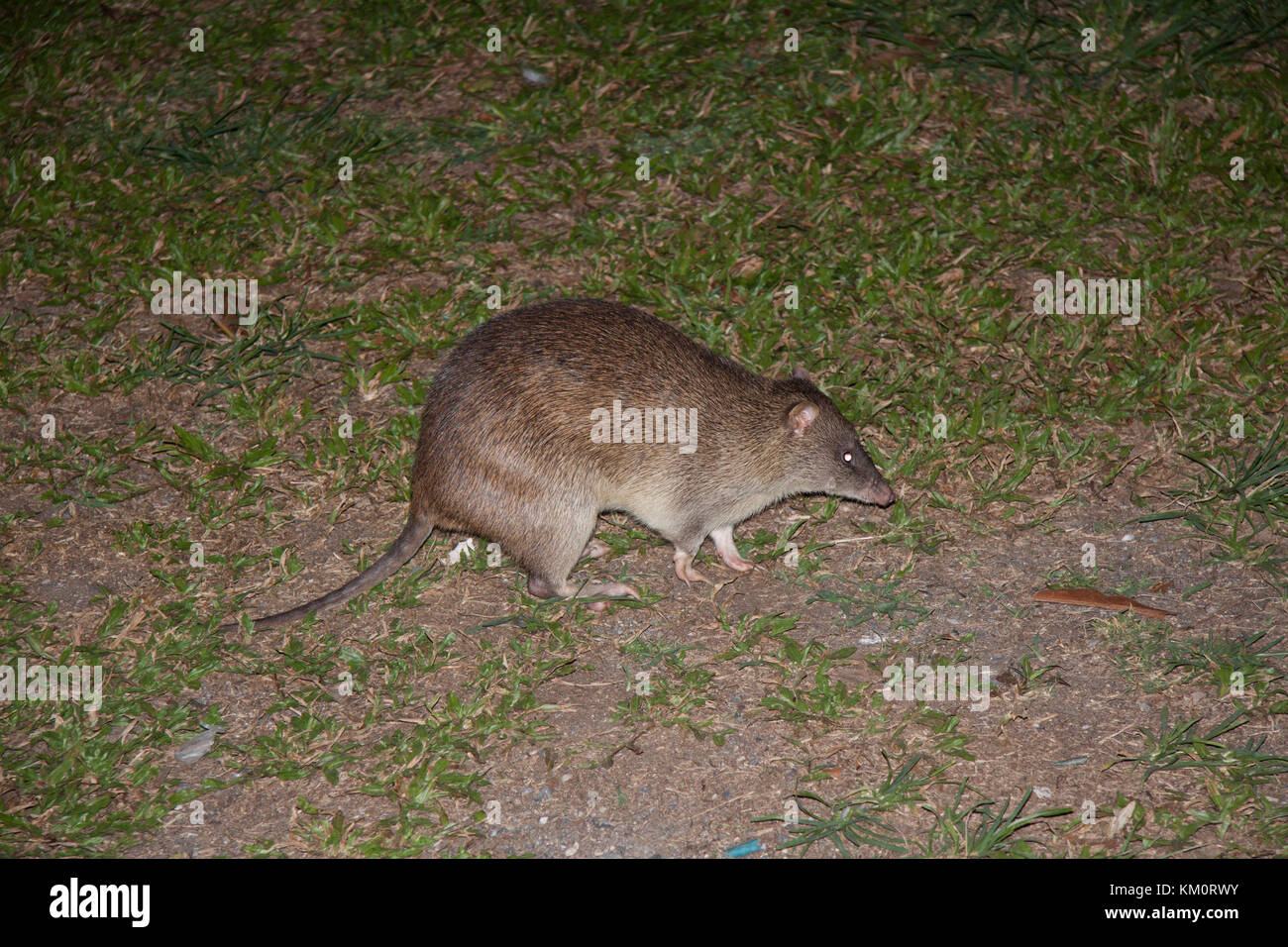 Northern brown bandicoot foraggio di notte sul prato nel Queensland australia Foto Stock