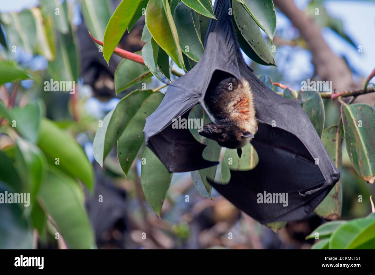 Spectacled flying fox con i giovani a Colonia nel Queensland Cairns Australia Foto Stock