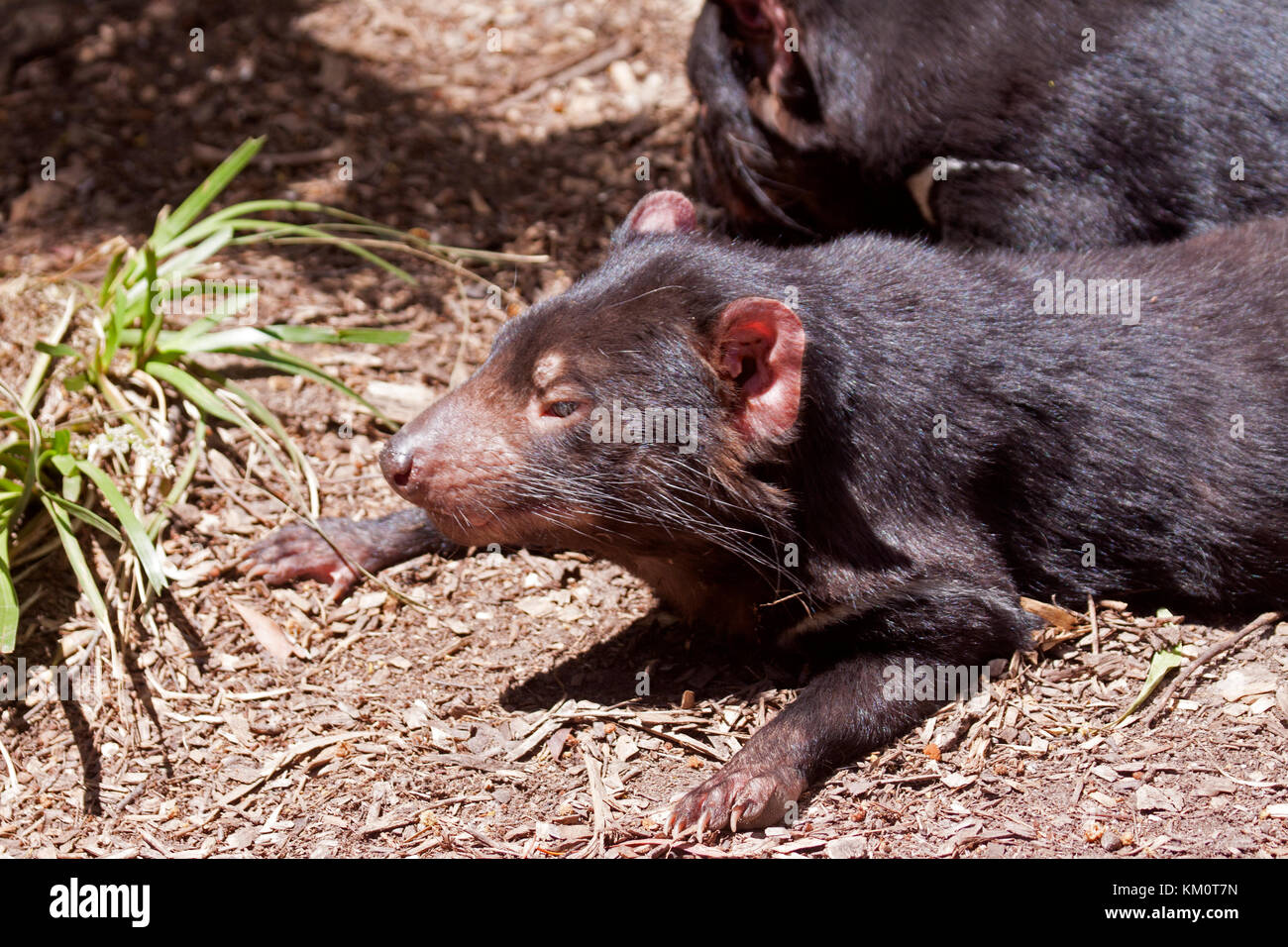 Diavoli della Tasmania nel Parco Naturale di Ballarat victoria australia Foto Stock