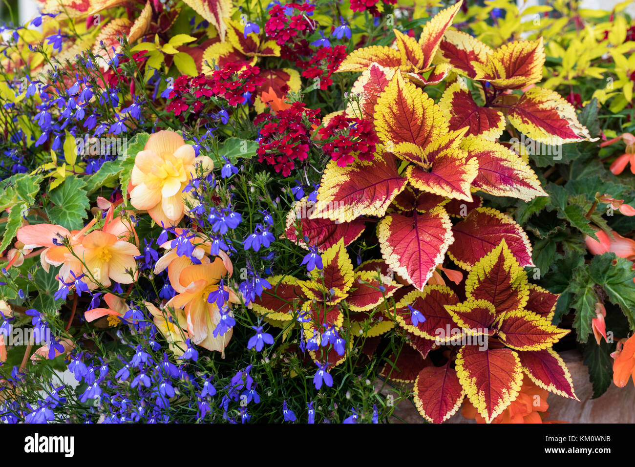 Primo piano di una esposizione molto colorata di fiori estivi e fogliame piantato in un contenitore, Inghilterra, Regno Unito Foto Stock