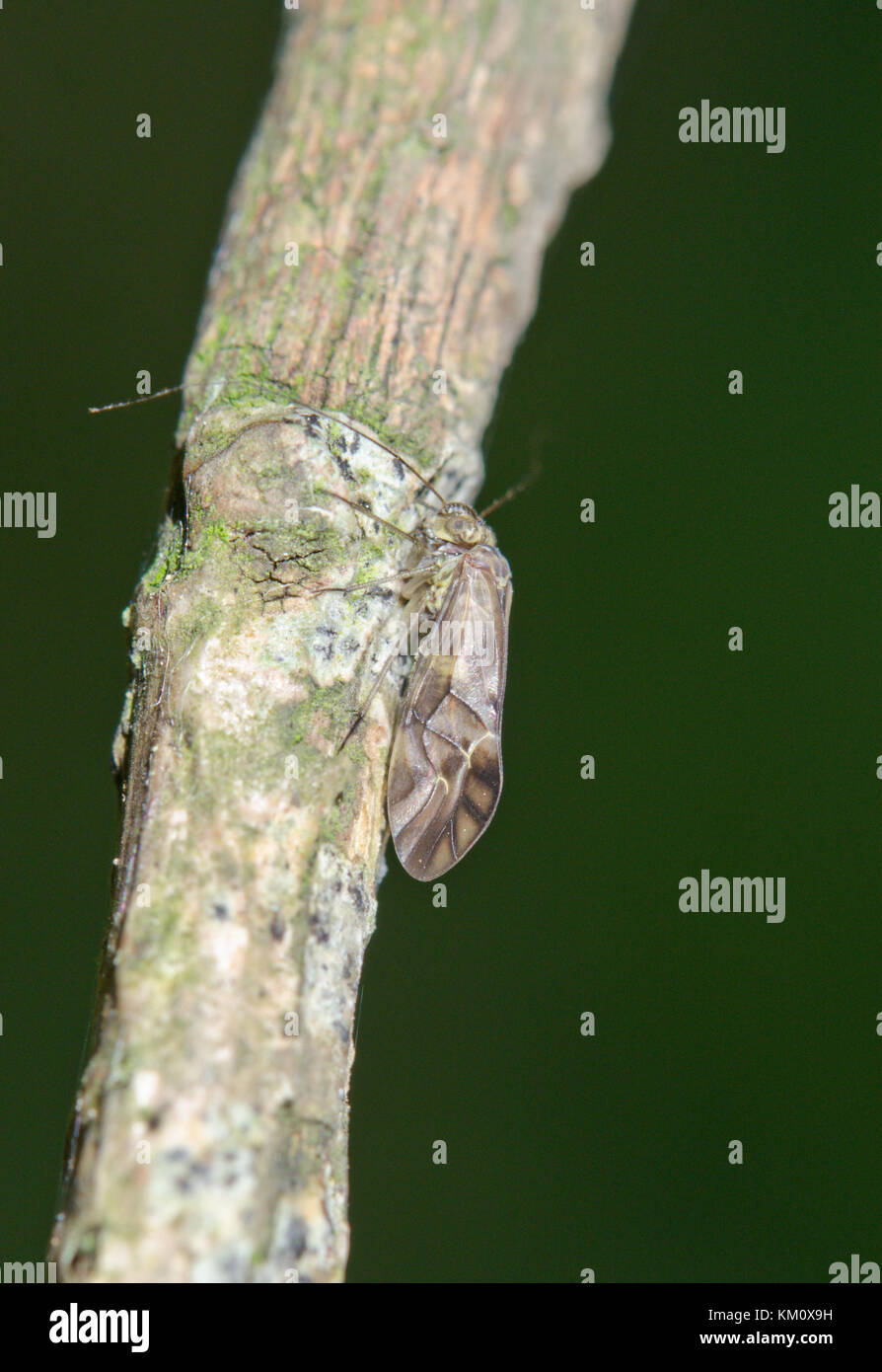 Raro Barkfly maschio (Mesopsocus immunis) sul ramo morto. Sussex, Regno Unito Foto Stock