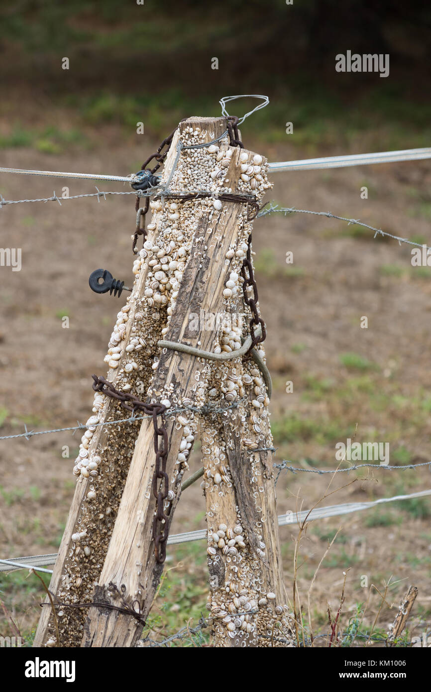 Più piccolo di lumache sul weathered staccionata in legno posti nella palude di Camargue Francia. profondità di campo. Foto Stock