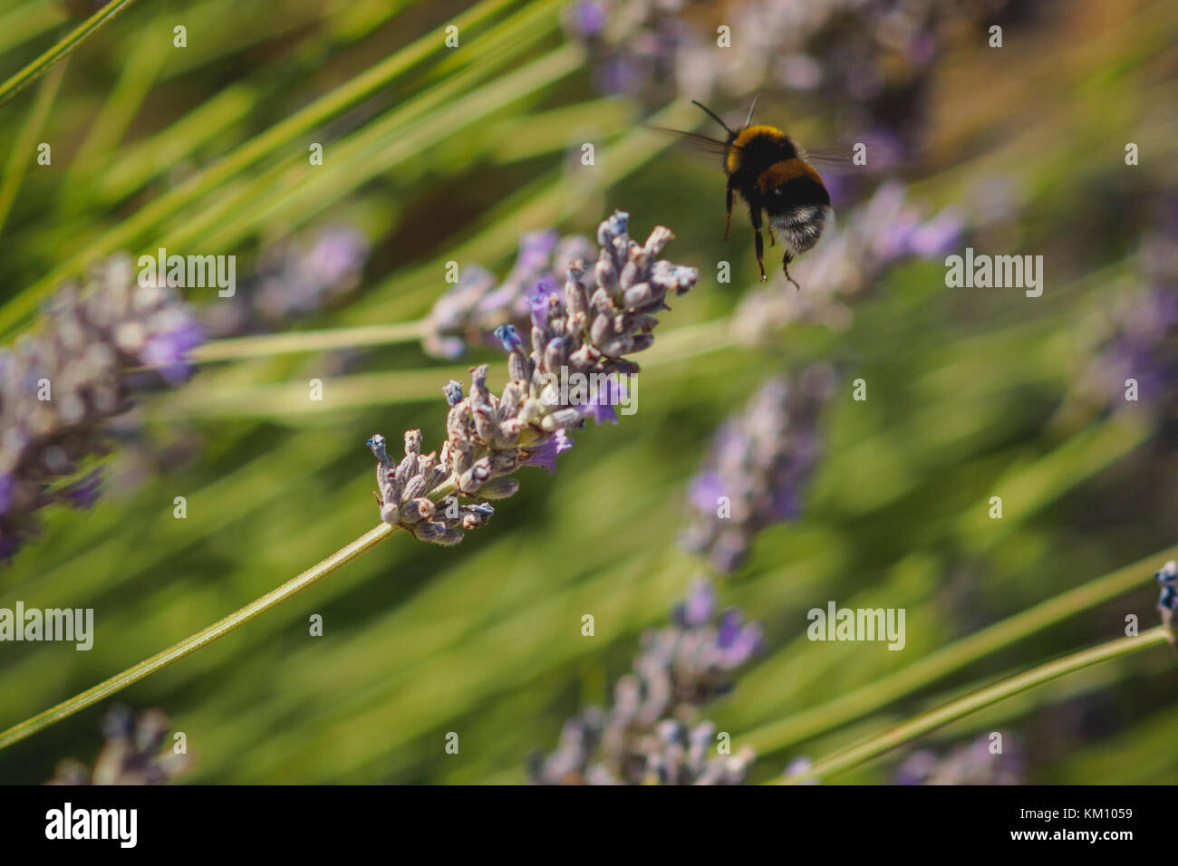 Close up di un bombo su un fiore di lavanda. Formato orizzontale. Foto Stock