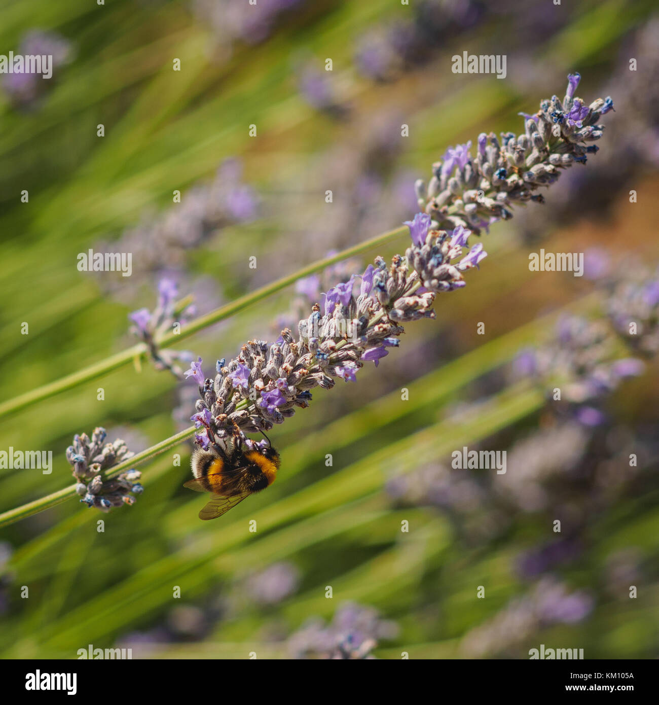 Close up di un bombo su un fiore di lavanda. Formato quadrato. Foto Stock