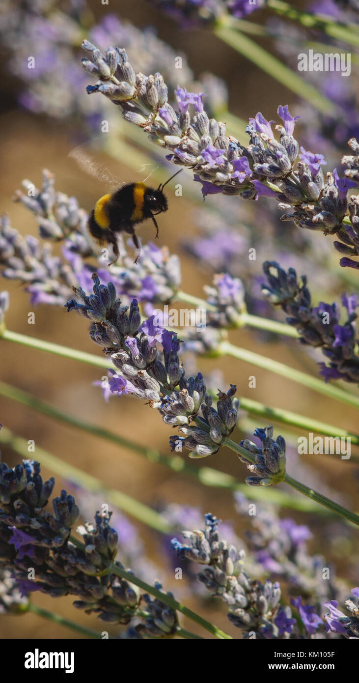 Close up di un bombo su un fiore di lavanda. Formato verticale. Foto Stock