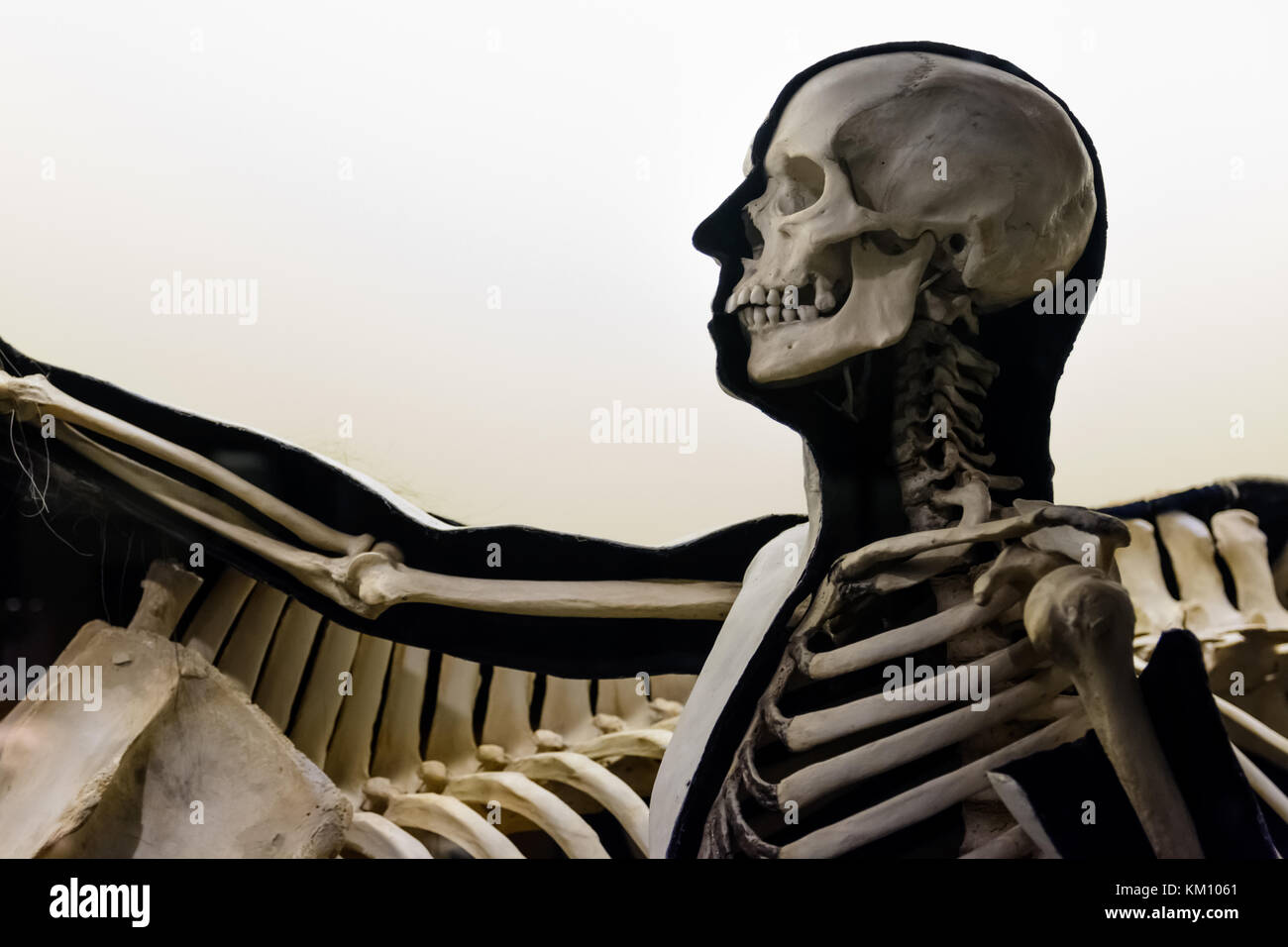 Modello di scheletro umano. Formato orizzontale. Foto Stock