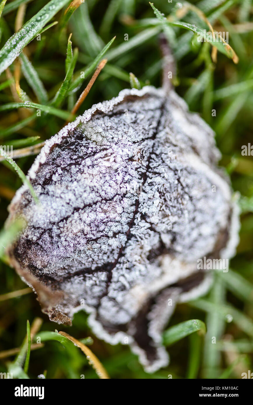 Autumn Leaf coperto di brina giace su un prato durante il primo gelo dell'anno. Tradizionalmente i giardinieri di garantire gli impianti di gara sono protetti da questo ti Foto Stock