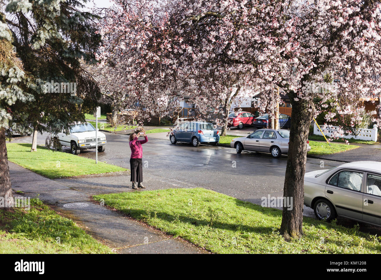 Donna di scattare le foto di ciliegio. Victoria, BC Canada Foto Stock