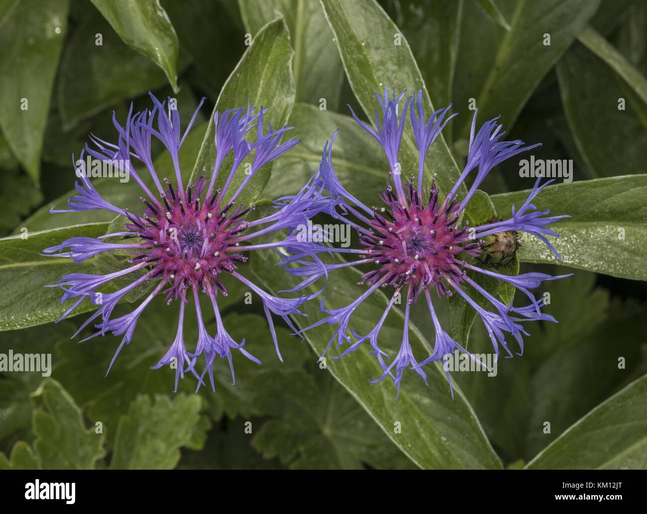 Fiordaliso perenne, Centaurea montana, in fiore. Alpi. Foto Stock