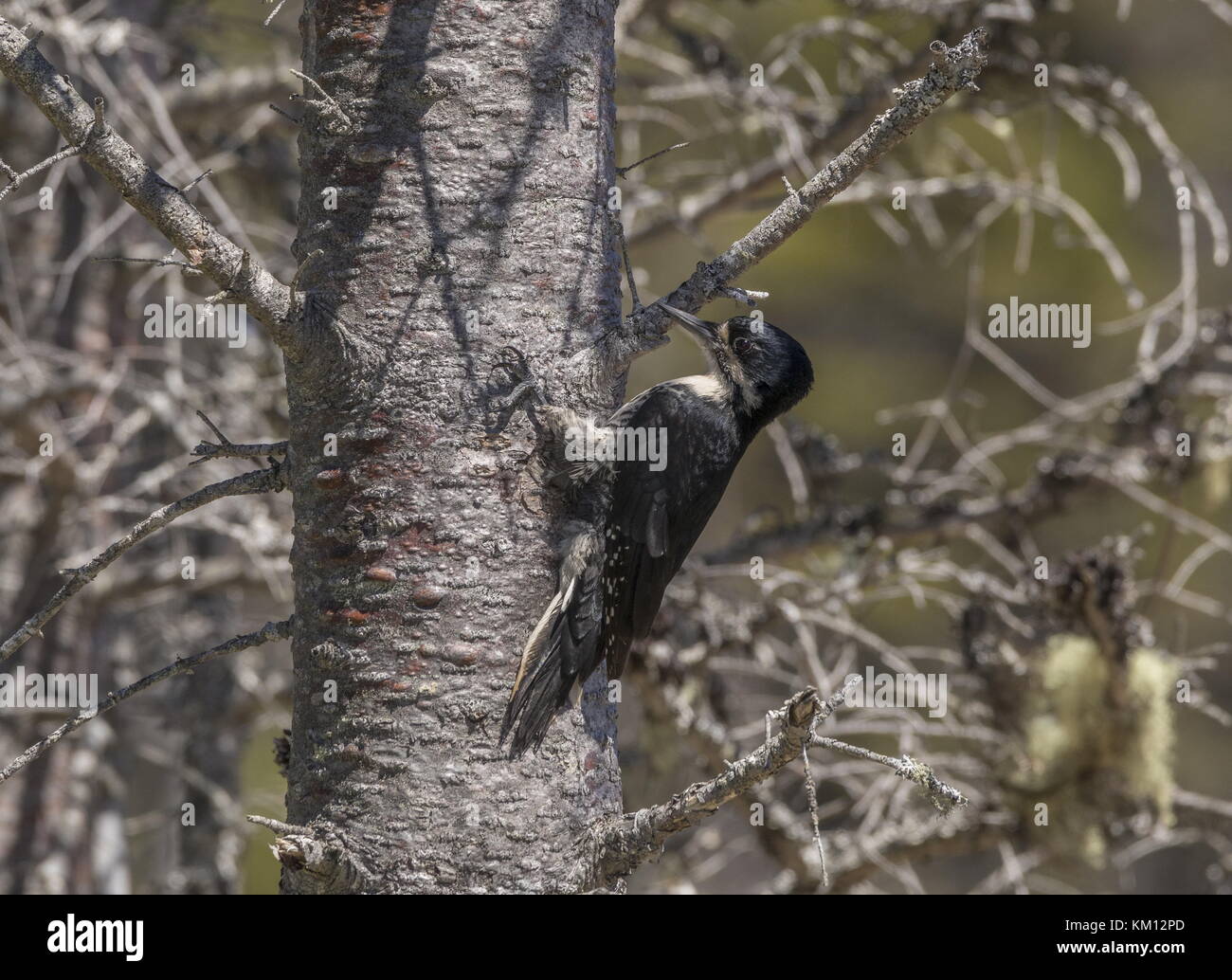 Femmina nera-backed picchio, picoides arcticus, con connettore maschio di tipo annidato nel nido, Terranova. Foto Stock