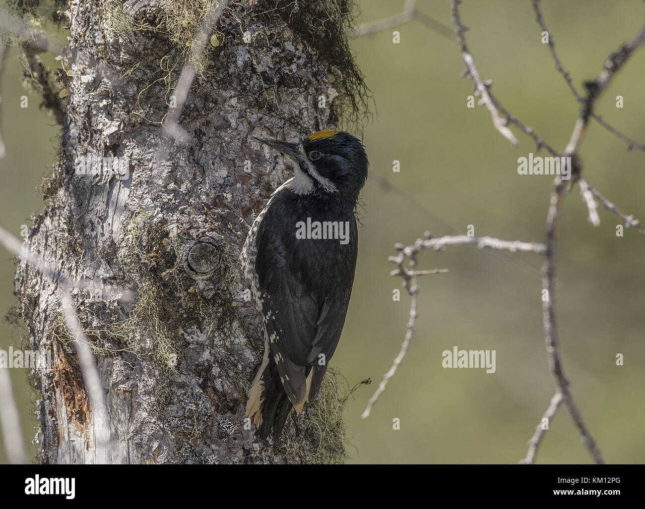 Maschio nero-backed picchio, picoides arcticus, su albero di abete, Terranova. Foto Stock