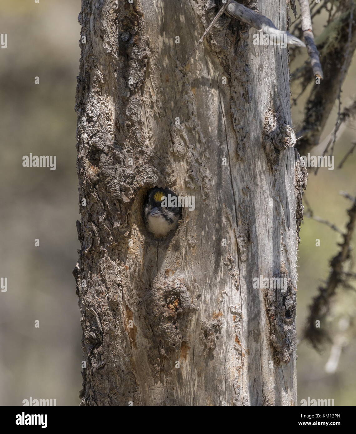 Picchio nero maschile, Picoides arcticus, pulcino nel nido, Terranova. Foto Stock