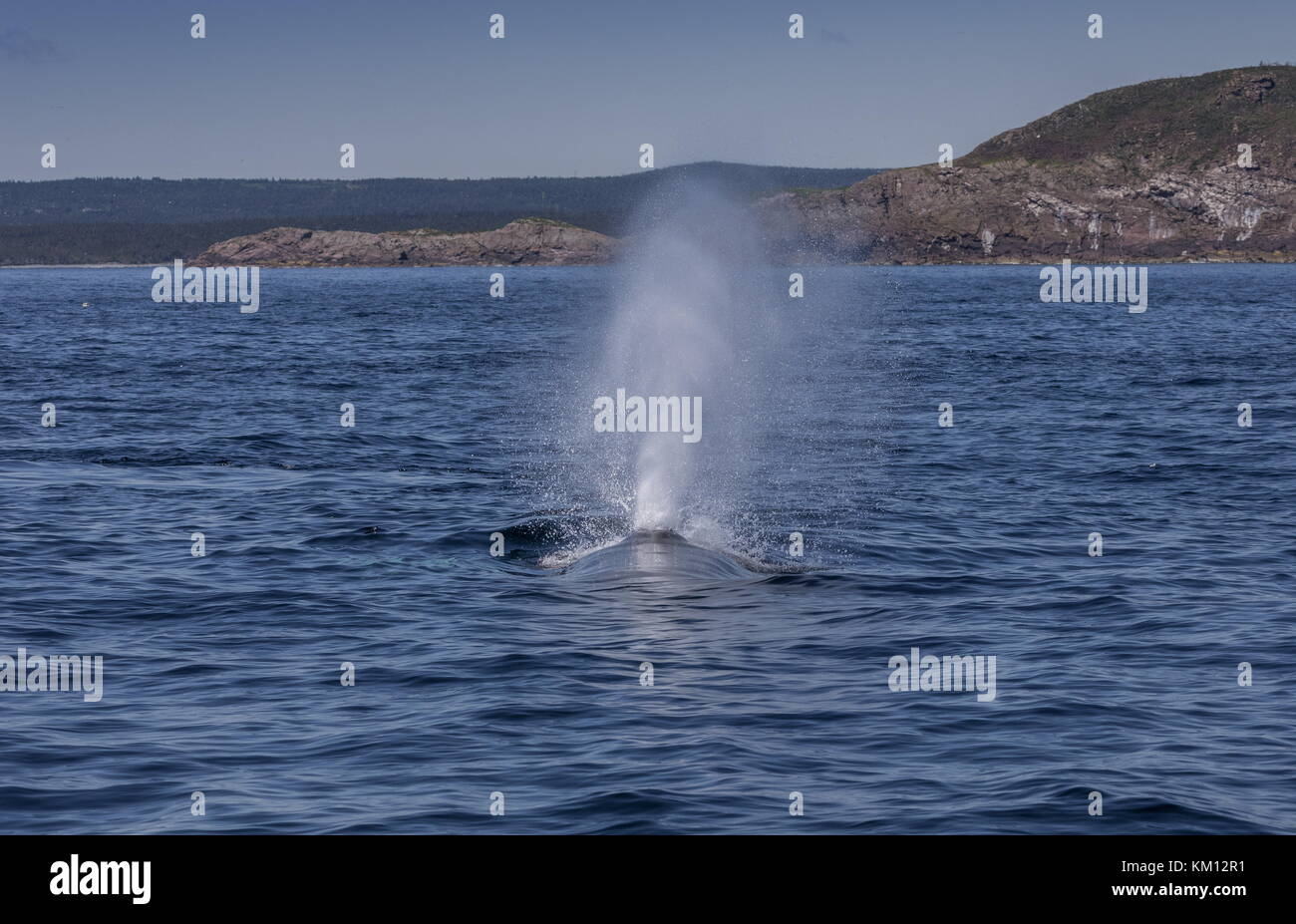 Megattere, Megaptera novaeangliae, che si affiorano per respirare. Foto Stock