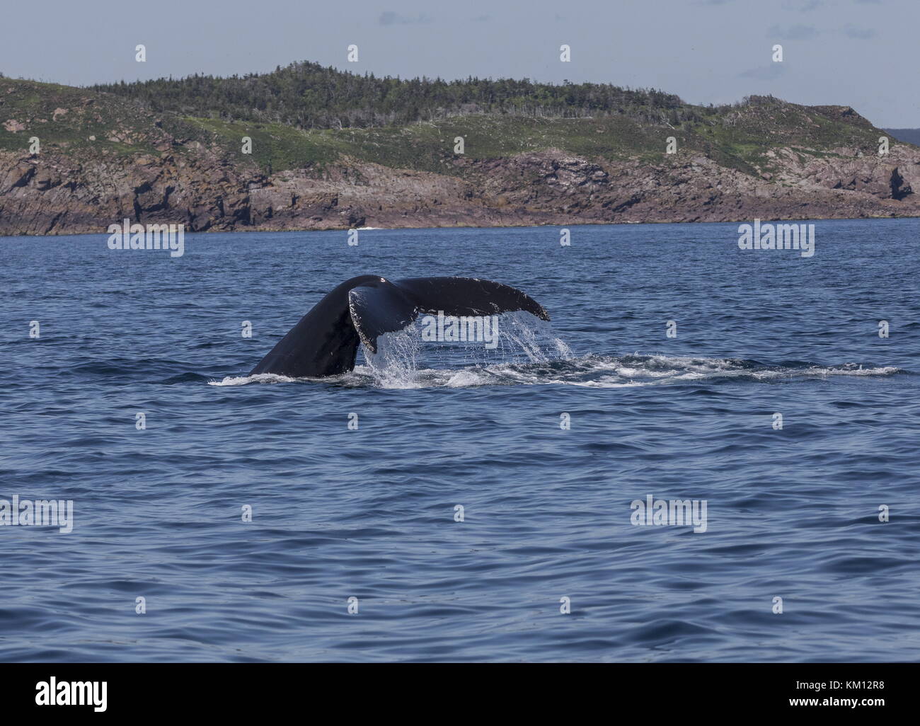 Distintivo pinna di coda, o fluke, di Humpback Whale, Megaptera novaeangliae, immersioni subacquee al largo di Terranova. Foto Stock